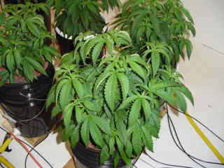 I topped this plant again 3 days ago that is what all the light green growth is about, this system works great gravity feed buckets back into res vis bulkheads and 3/4 inch hose - fed by 1/8 in air hose which is really water from a pump in res outside room