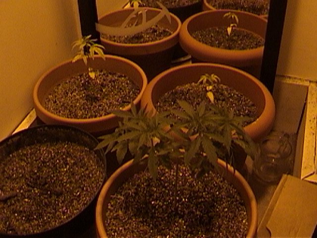 This is a little group shot of the plants