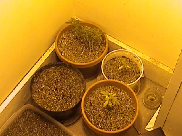 Heres a pic of the little closet I grow in