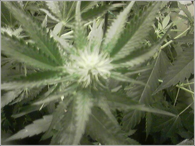 Week 7 Flowering