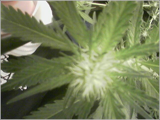 Week 7 Flowering