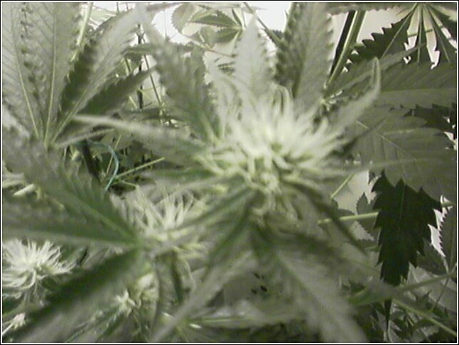 Week 7 Flowering