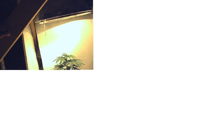 250 Watt HPS, ya thing the light is too far?  For reference, the plant by itself is 1 foot high.