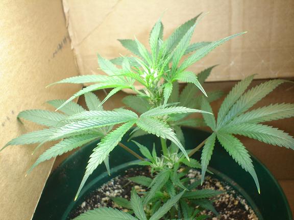 Clone showing new growth. Gonna start JOGGING soon.