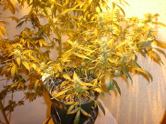 This is the clone thats 32 days into flowering