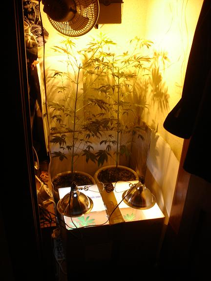 CLOSET SHOT with new clone chamber set with 2 CFL's with reflectors that run 24/7