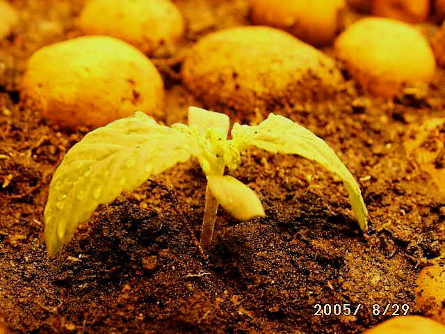 .This is a new plant, maria germinate on 20/aug/2005.