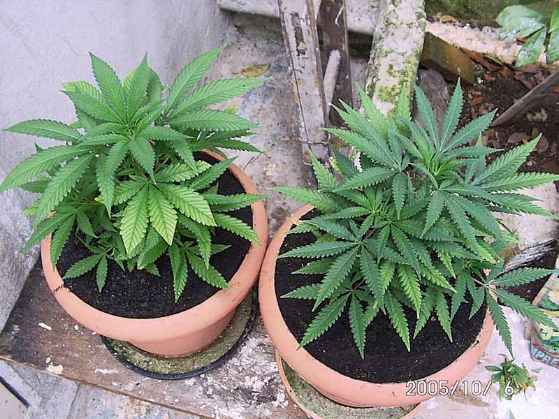 ...these are my babes, only this 2 plants real grow, whit 