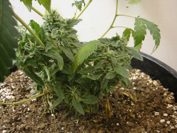 Don't rate me on this it's my friends plants. Somehow he has nice buds growing.