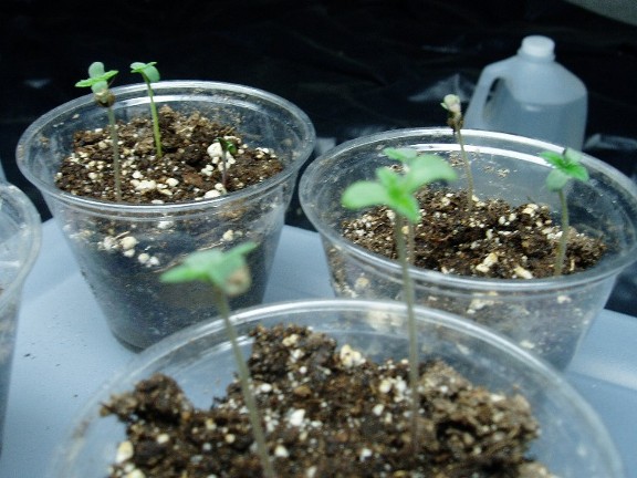 Seedlings just sprouted.