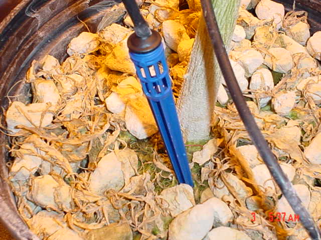 Close look at the hydro pot. The blue thing is the water stick. the whit rocks are special grow rocks thay are very cheep.