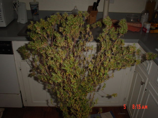 Preharvest, Last pic taken (well except for the one with me in it, but i cant show that one). I chose to go with fewer plants and let them grow big. This was good and bad.