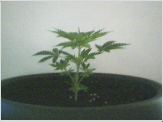 smaller plant 1-month