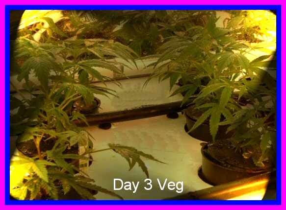 This is what my girls looked like after spending 3 days in the vegging chamber.  They only get Fluorescent lighting at this point and for the remainder of it's vegatative stage.