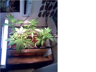 4 very bushy plants getting some additional light from the 75W 24