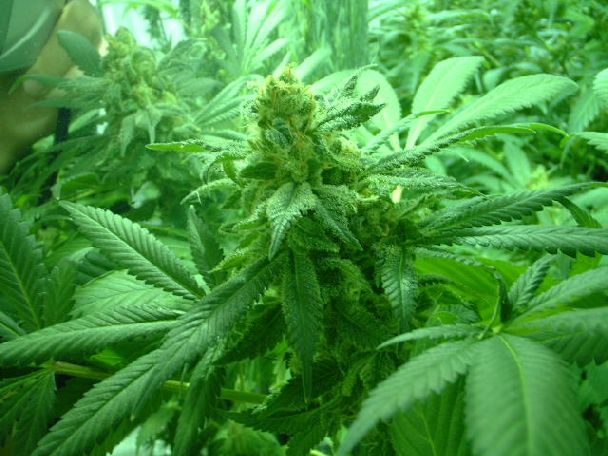 a shot of one of the hindu kush plants