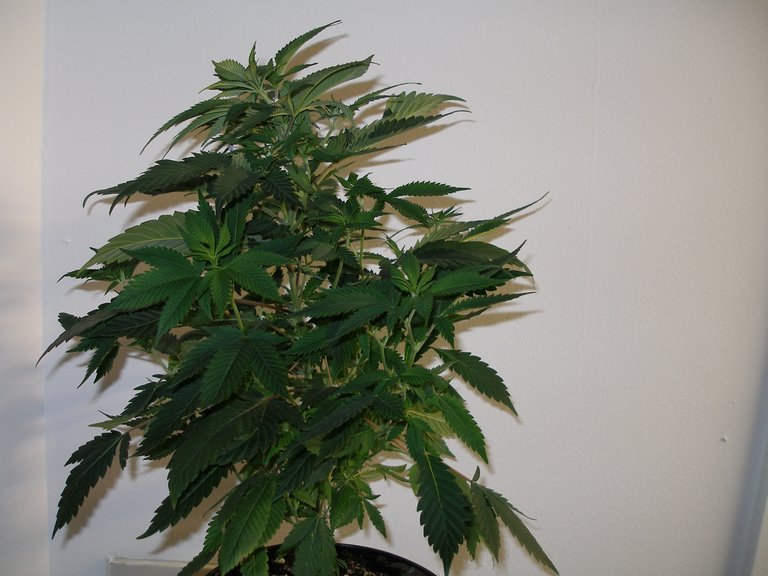 A clone from the currently budding Kush plants.  This was taken from the best (of course).  Pictures of the mom budding are getting throw up here too