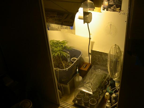 another view of the grow op