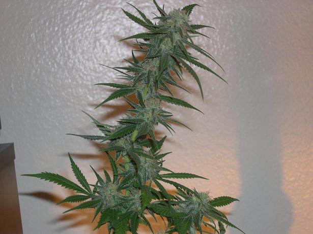 HEre is a Bud i Clipped Yea i know its a little early but we will see......