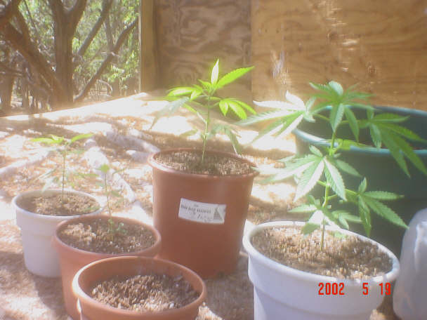 Picture of all the Plants together.