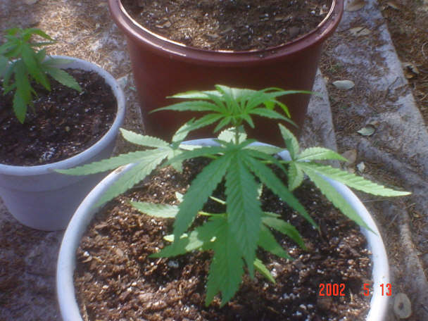 Another view of plant one