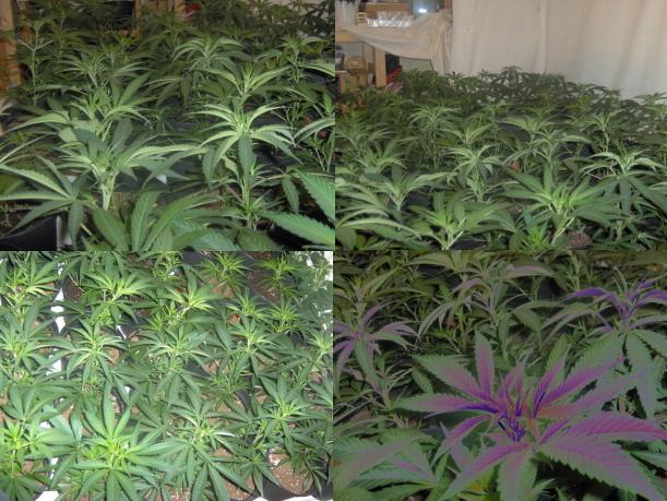 Just a couple of pics before pre flower=)