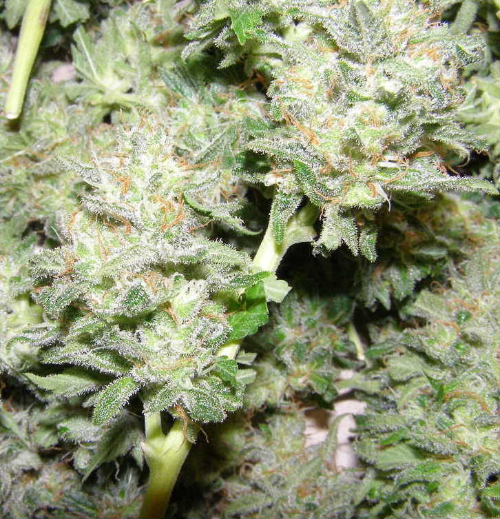 Close up of my frosty harvest.  Huge trichomes as always with K2.  