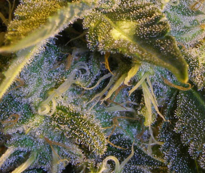 mmm...look at those trichomes...