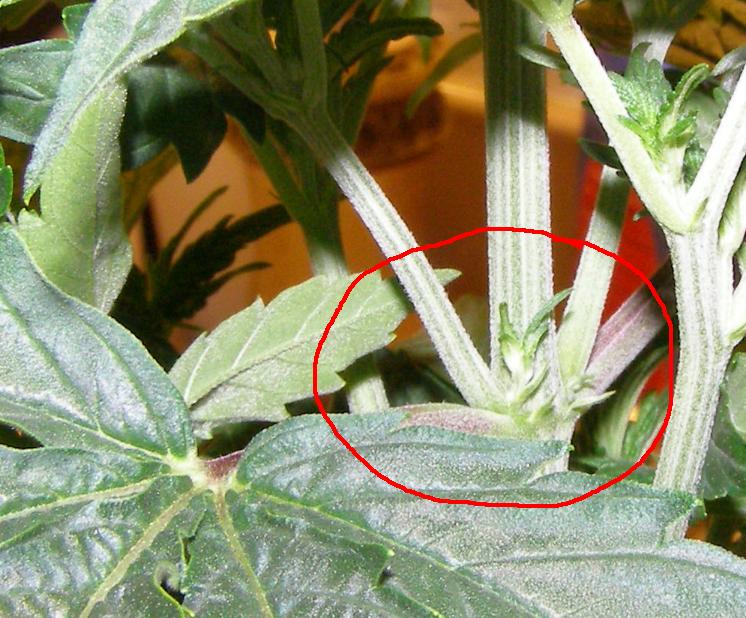 Another strange thing on a different plant.  The normally at each node you get a fan leaf and a branch, but this one is starting to grow a second branc from the same node!  