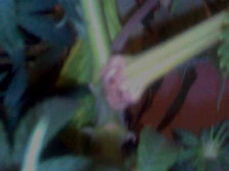this may look nasty but believe me within a few days even a week,this whole stalk/stem will be healthy gren and double the thickness which makes it easier for future LST-ing