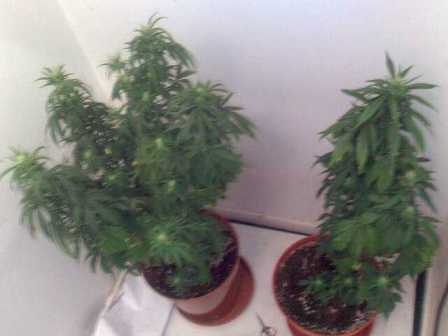 overall view of both the LST and Non LST plants