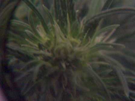 more views of different buds under my loupe