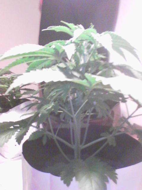 This is the same plant that got the profile view a few days ago. It's getting pretty damn big now.