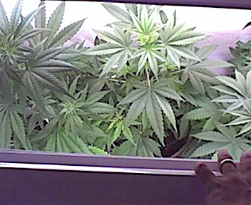 1 week 12/12 and still under fluorescents