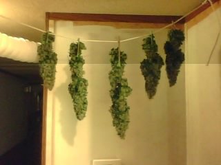 I'm haveing great luck with the up grades I put in to my grow room. These are just the tops of 5 White Widow that I just cut. Each one weights over 2 oz. Each!!