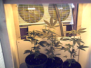 i am hopping for 2 females out of my 3 plants, that way i can put one female back into veg and take clones, and flower the other plant that is gonna be female