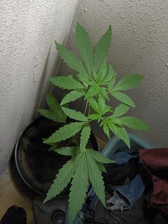 I cant wait for it to bud up.