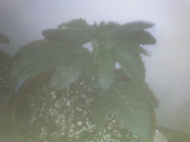 Big Plants growing NOW and i CANT say enough for this product BIO_grow as it has done wonders for MY plants