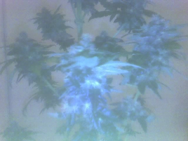 Lovely finish n harvested plant
Top View....before total CHOP!!!