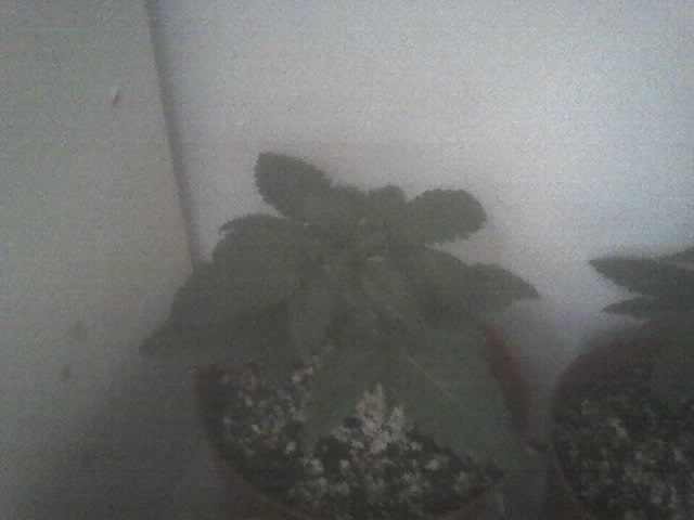 one mom getting even bigger after bout 6 days of addind my fert    Bio_grow