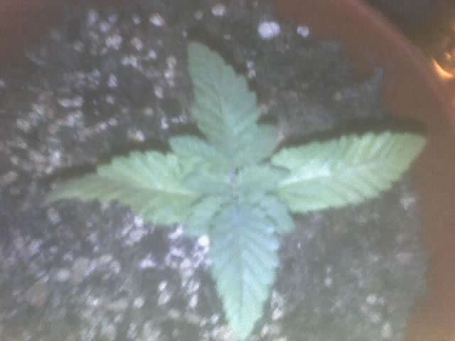 ONE week after sprouting and looking good n healthy
