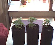 The one one the left is doing ok, but the other two have leaves curled down and stnted growth.  Sorry about the pics.  Cheap camera.