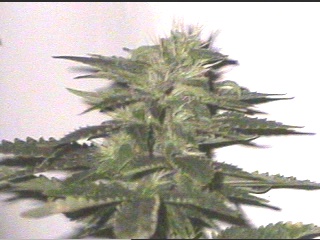 Blue Dragon cola, 40 days