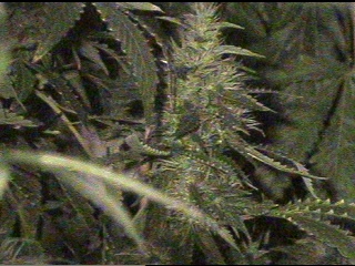 Blue Dragon arm- 49 days