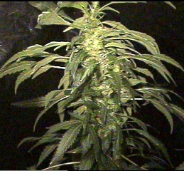 Phat! Ak-47 Cola, 40 days