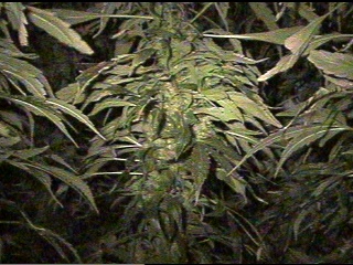 Nothin wrong with a phat girl like this! AK-47 - 51 days