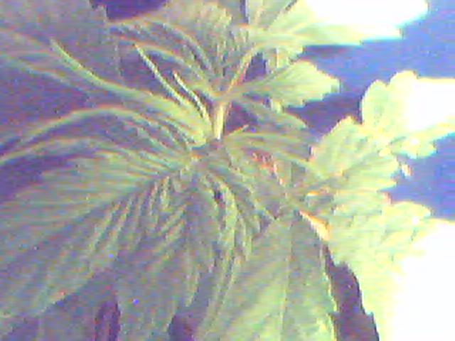 This is the top of the fimmed plant straight after I done it.

Picture quality is OK.