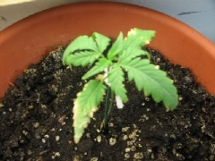i think spider mites may have done it, but could be from something else, it'll live