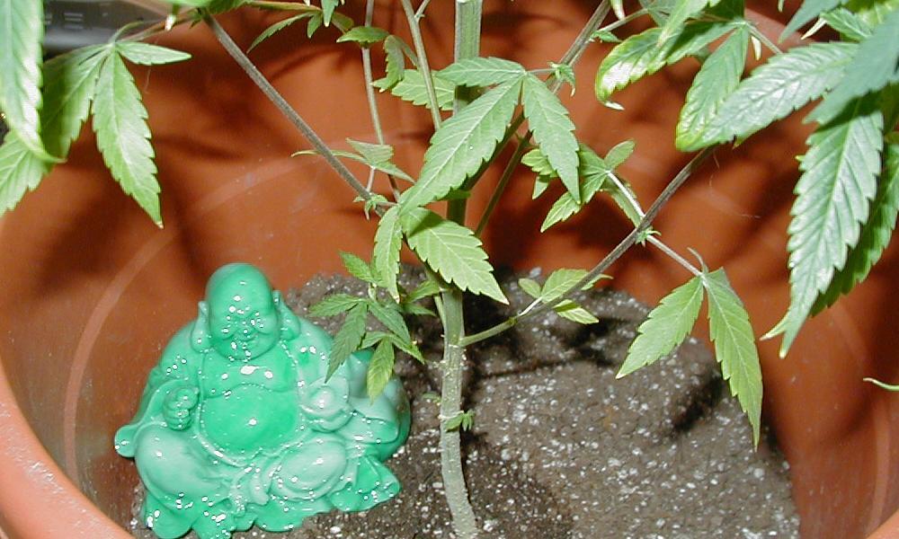 I dont know if this is how you spell Budha so dont get mad at me. This is just my little budha that sits in my garden.