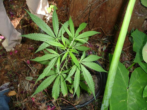 this is my buddys outdoor plant, all natural sunlight, grown straight from the ground, we found it one day on the side of his house, right where we usually smoke a couple bowls, seed must have fallen and grew very healthy, we had to transplant it